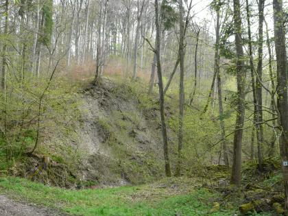 Schmerachtal westlich von Ilshofen-Unteraspach an der Mündung der Hoheteichklinge Das Bild zeigt einen steilen, gewölbten Hang, der teils bewachsen, teils mit loser Erde und Steinen bedeckt ist. Auf einem weiteren Hang vorne rechts sowie im Hintergrund stehen schlanke, hohe Bäume eng zusammen.