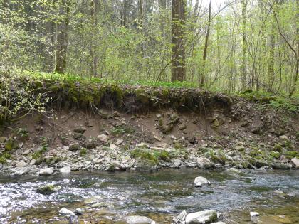 Bachbett der Schmerach südwestlich von Ilshofen kurz vor der Mündung in die Bühler Über einem Bach im Vordergrund erhebt sich eine steile und steinige, nach oben hin dunkelbraune Uferböschung. Die Kuppe ist mit Moos bewachsen und von Wurzelwerk durchzogen. Im Hintergrund stehen schlanke, hohe Bäume.