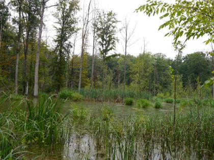 Die Neue Lache im Naturschutzgebiet Reußenberg nordwestlich von Crailsheim (Lkr. Schwäbisch Hall) Das Bild zeigt eine mit Schilf und hohen, teilweise abgestorbenen Bäumen bestandene Wasserfläche.