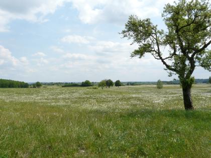 Gipskarstlandschaft mit Subrosionssenken nördlich von Crailsheim-Maulach Blick auf eine Wiese mit blühendem Löwenzahn. Im Hintergrund der Wiese, vor leicht welligem Gelände, sind weite flache Senken erkennbar. Rechts vorne steht ein einzelner Laubbaum.