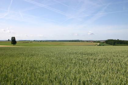 Unterjuraplatten im Welzheimer Wald Unter einem fast wolkenlosen Himmel breiten sich weite, meist bepflanzte Ackerflächen aus; eingefasst von schmalen Waldstreifen.