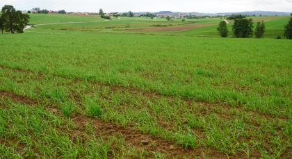 Ackerflächen auf Braunerden aus Sandstein führenden Fließerden im Unterjura (m27) in der Umrahmung der Sechtaaue bei Unterschneidheim Blick über eine höher gelegene grüne Ackerfläche. Im Hintergrund folgen weitere, auch braune Äcker in leicht hügeligem Gelände. Im Vordergrund, zwischen den Grünpflanzen, ist brauner Boden sichtbar.