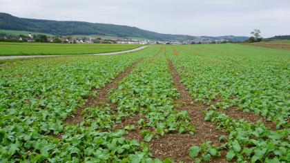 Blick zum Trauf der Ostalb bei Bopfingen-Trochtelfingen – Im Vordergrund Kalksteinschutt führende Ackerböden auf einer Oberjura-Scholle am Riesrand (m110) Blick über flachwellige grüne Äcker. Im Hintergrund erheben sich bewaldete Höhenzüge. Davor sowie rechts an den Berghängen breiten sich Siedlungen aus.