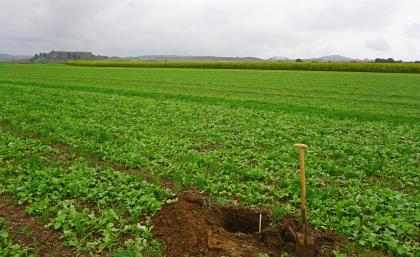Blick von der Riesebene bei Goldburghausen nach Westen auf den Kraterrand – Vorne Parabraunerden aus geringmächtigem Lösslehm über tertiärem Seesediment (m89) Blick über eine weite, flache grüne Ackerfläche, an die sich höher gewachsene Pflanzungen anschließen. Links im Hintergrund erhebt sich ein flacher grüner Hügel. Im Vordergrund wurde ein Loch in den braunen Ackerboden gegraben.