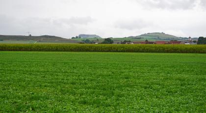 Blick von der Riesebene bei Goldburghausen nach Westen auf die Hügel am Kraterrand – Hinten in der Mitte ist der Ipf bei Bopfingen zu sehen. Blick über flache grüne Äcker, an die sich höher gewachsene Pflanzungen anschließen. Dahinter erheben sich mehrere teils kahle Hügel, links langgestreckt und flach, rechts gerundet.