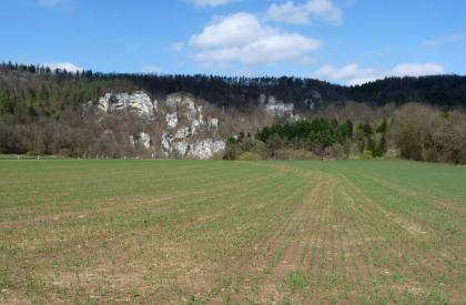 Pleistozäne Flussterrasse im Donautal bei Sigmaringen-Gutenstein Hinter einer weiten, mit frischem Grün bewachsenen Ackerfläche und einer Baumgruppe rechts erheben sich steile, bewaldete Hänge. Links und mittig durchbrechen mächtige, grauweiße Felstürme den Wald.