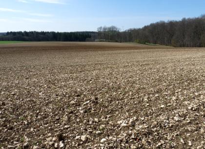 Steinige Ackerböden auf Oberjura-Massenkalk bei Leibertingen-Kreenheinstetten Der Blick geht über einen weiten, sehr steinigen Acker, dessen vorherrschend helles Braun im Hintergrund von einem dunkleren Streifen unterbrochen wird. Ein nach rechts hin höher werdender Wald begrenzt den Acker.