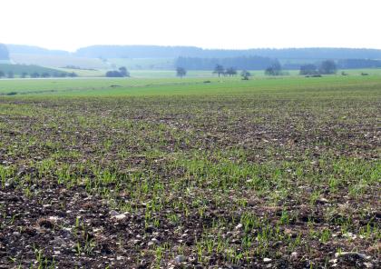 Südrand der Hegaualb bei Leibertingen-Thalheim, Blick nach Südosten Das Bild zeigt eine weite, von frischem Grün bewachsene Ackerlandschaft. Zum Hintergrund steigt das Gelände wellenförmig an; begrenzt von bewaldeten Höhenzügen.