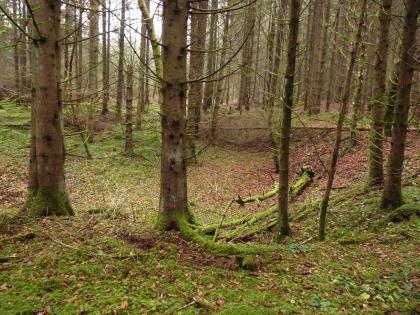 Bohnerzgruben im „Jungholz“ nordöstlich von Liptingen Schlanke, hohe Nadelbäume stehen um eine dunkler gefärbte Vertiefung im Waldboden.