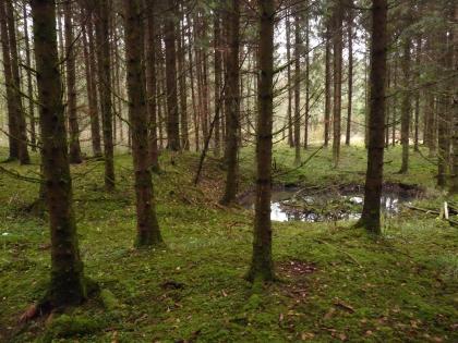 Bohnerzgruben im „Jungholz“ nordöstlich von Liptingen Das Bild zeigt einen dichten Nadelwald, in dessen Mittelgrund rechts eine mit Wasser und Astwerk gefüllte ovale Grube und links ein daran anschließender Erdhügel erkennbar sind.