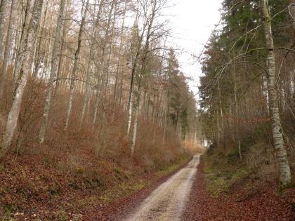 Kerbtal im Oberjura westlich von Neuhausen ob Eck Links und rechts eines schmalen Weges erheben sich steile, mit schlanken Bäumen bewachsene Hänge.