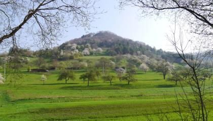 Der Schlossberg bei Küssaberg-Bechtersbohl Über stufenförmig ansteigende Wiesen und blühende Obstbäume blickt man auf eine kegelförmige, bewaldete Erhebung. Eine Burgruine ist auf der Kuppe gerade noch erkennbar.