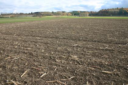Im unteren Ablachtal bei Mengen (Lkr. Sigmaringen) Blick auf eine graubraune Ackerfläche mit Resten abgeernteter Maispflanzen. Im Hintergrund sind links die flachen Hänge eines Steinbruches und rechts Waldflächen zu erkennen.