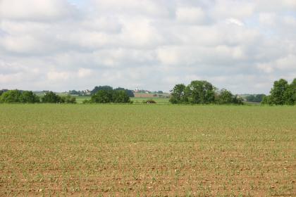 Altmoränenlandschaft nordöstlich von Bellamont (Lkr. Biberach) Blick auf einen flachen bepflanzten Acker, an dessen hinterem Rand sich Baumwipfel und ein Hausdach zeigen. Im ferneren Hintergrund, zur Bildmitte hin, steigt das Gelände leicht an.