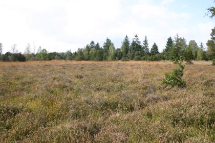 Den Großteil des Bildes beherrscht hier hochgewachsenes, bräunlich grünes Heidekraut. Im Hintergrund begrenzen die Spitzen eines Mischwaldes die Heide.