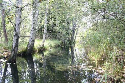 Niedermoor an der Wurzacher Ach Auf dem Bild ist eine grünliche, auf beiden Uferseiten dicht bewachsene Wasserfläche zu sehen. Hohe Bäume mit weißlicher Rinde links stehen dabei Schilfpflanzen rechts gegenüber.