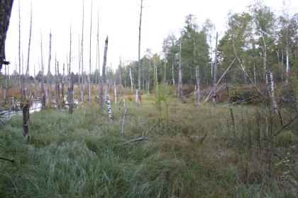 Wiedervernässung ehemaliger Torfstiche im Wurzacher Ried Das Bild zeigt eine hochgewachsene Feuchtwiese mit kleineren Wasserflächen am linken Rand. Auf der Wiese stehen zum großen Teil kahle, abgestorbene Bäume. Im Hintergrund ist jedoch auch gesunder Wald erkennbar.