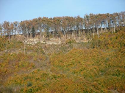 Blick auf einen bewaldeten Steilhang. Unterhalb der Kuppe zeigen sich wenige Gesteinsflächen.