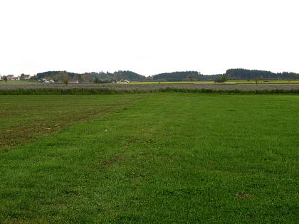 Blick über die Haidgauer Heide zur Äußeren Jungendmoräne Blick über eine Wiese auf einen Streifen von blühenden Heidepflanzen. Dahinter unregelmäßig hohe Waldflächen.