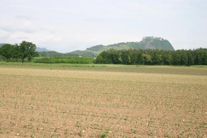 Schotterterrasse südlich des Hohentwiel bei Singen Das Bild zeigt breite kiesige Ackerflächen mit jungen Grünpflanzen, begrenzt von Waldstreifen. Im Hintergrund ein bewaldeter Felsenberg mit Burgruine.