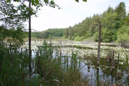 Wiedervernässung im Bündtlisried auf dem Bodanrück Blick aus einem Schilfdickicht auf einen mit blühenden Wasserpflanzen bedeckten See. Das gegenüberliegende Ufer ist ebenfalls mit Schilf sowie mit Bäumen bewachsen.
