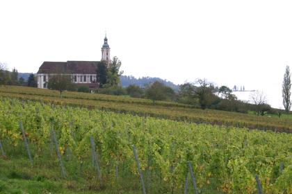 Rebhang bei der Wallfahrtskirche Birnau zwischen Überlingen und Uhldingen-Mühlhofen (Bodenseekreis) Blick auf die Wallfahrtskirche Birnau am Bodensee mit Rebstöcken im Vordergrund.