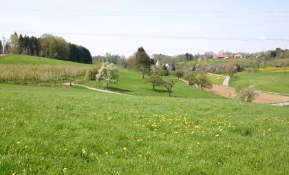 Im Jungmoränen-Hügelland nördlich des Bodensees bei Ravensburg-Taldorf Blick auf ein von Hügeln umgebenes Tal mit blühenden Wiesen, Bäumen und einem einzelnen Acker. Im Hintergrund rechts sind Gebäude erkennbar.