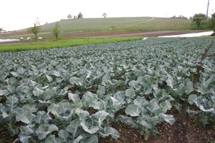 Der Hochwart-Hügel von Südosten Blick auf einen mit großblättrigen Gemüsepflanzen bewachsenen Acker. Im Hintergrund ein mit Rebstöcken bestandener länglicher Hügel.
