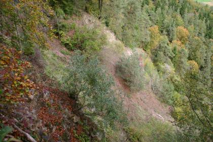Abrisskante und oberster Teil der Schutthalde an der Ostflanke des Hohenhewen Blick auf die Abrisskante und den obersten Teil einer nach rechts unten führenden Schutthalde an einem bewaldeten Berghang.