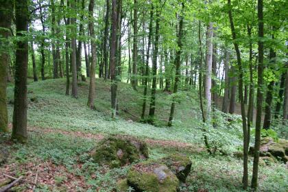 Bewaldete Schutthalde am Ostabfall des Hohenhewen Lichtdurchflutete bewaldete und mit kleineren Pflanzen bewachsene Schutthalde.