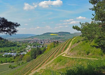 Blick über die Reben des Elisabethenbergs bei Hilzingen-Twielfeld in nordwestliche Richtung zum Fuchsberg nördlich von Riedheim (Lkr. Konstanz) Blick von erhöhtem Standort über einen steilen Rebhang (rechts im Vordergrund) auf einen flach ansteigenden, oben bewaldeten Berg (Bildhintergrund). Links unten verläuft eine Schnellstraße an einer Siedlung entlang.