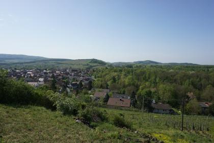 Aussicht nach Süden vom Oberhang des Lützelbergs über Sasbach am Kaiserstuhl zum Eichert, Haberberg und Humberg Blick von erhöhtem Standort über eine weite Landschaft mit Wald, bewaldeten Bergen sowie einer Ortschaft links und im Mittelgrund. Im Vordergrund links befindet sich ein Wiesenhang mit Legesteinen, rechts sind Rebanlagen sichtbar.
