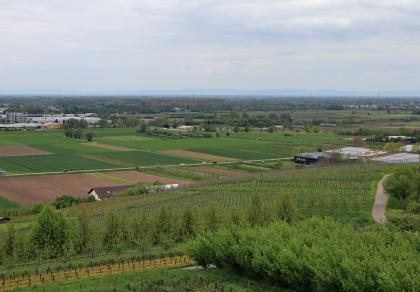 Niederterrassen- und Auenlandschaft der Oberrheinebene am Rand der Lösshügel bei Bühl-Altschweier – Blick vom Carl-Netter-Turm nach Nordwesten Blick über Rebhänge im Vordergrund auf eine flache weite Landschaft mit Äckern, Wald und Siedlungen. Rechts im Mittelgrund liegt ein Weingut. Links im Hintergrund sind Industriebauten erkennbar. In der Bildmitte liegen Sportanlagen.