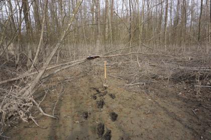 Ablagerung von Auenlehm (Schlick) im NSG Taubergießen nordwestlich von Rheinhausen-Oberhausen nach einem Hochwasser im Februar 2021 Das Bild zeigt nach Hochwasser angeschwemmten Schlick vor noch blattlosen Bäumen. Teils sind auch Bäume umgestürzt. Im Vordergrund sind tiefe Fußspuren im Schlick erkennbar.