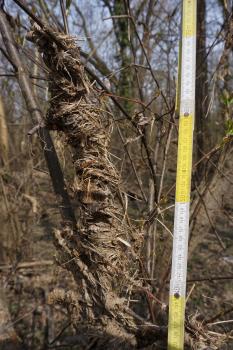 Pflanzenreste als Hochwassermarken in der Strauchschicht im NSG Taubergießen nach einem Hochwasser im Februar 2021 Nahaufnahme von Pflanzenresten, die sich nach einem Hochwasser in Ästen und Zweigen eines Baumes verfangen haben. Ein rechts aufgestellter Zollstock zeigt für die Ablagerungen eine Höhe von einem Meter siebzig an.