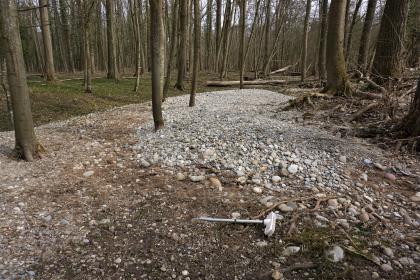 In einer Rinne im NSG Taubergießen nordwestlich von Rheinhausen-Oberhausen bei einem Hochwasser im Februar 2021 abgelagerte Kiese und Gerölle Blick auf einen Wald nahe eines Flusses mit schlanken Bäumen. Der Waldboden ist im Bereich einer Rinne mit durch Hochwasser angeschwemmtem Kies und Geröll bedeckt.
