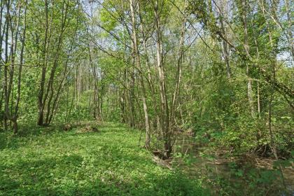 Rheinauenwald westlich von Sasbach am Kaiserstuhl Teilansicht eines Auenwalds mit schlanken, hohen Bäumen. Rechts unten ist ein schmaler Flusslauf zu erkennen.