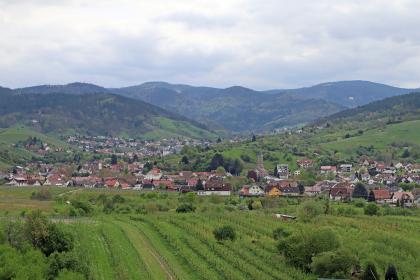 Aussicht vom Carl-Netter-Turm über die Weinbaulandschaft bei Bühl-Altschweier und das Bühlertal bis zur Bühlerhöhe und dem Anstieg zum Buntsandstein-Schwarzwald Blick über eine hügelige Landschaft auf bewaldete Berge, die im Bildmittelgrund ein Tal bilden. Dort hat sich eine Ortschaft ausgebreitet. Im Hintergrund sind weitere bewaldete Höhen erkennbar.