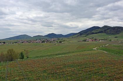 Weiter Blick aus größerer Höhe auf eine hügelige, nach rechts ansteigende Landschaft. Nach ausgedehnten Weinbauanlagen im Vordergrund folgen bewaldete Berge im Hintergrund. Dazwischen liegen Ortschaften.