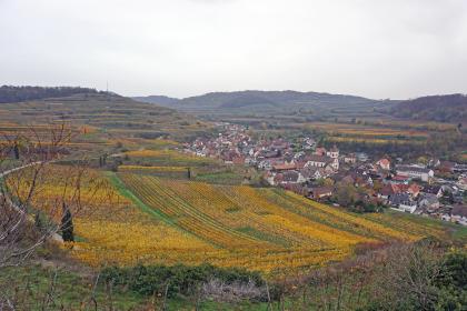 Blick auf Achkarren von Nordwesten Blick von erhöhtem Standort auf nach rechts abfallende, herbstlich gefärbte Rebanlagen. Dahinter liegt eine Ortschaft. Im Hintergrund erheben sich terrassierte Rebberge.