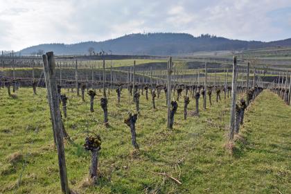Blick über die Weinberge westlich von Eichstetten am Kaiserstuhl zur bewaldeten Eichelspitze Blick über zum Mittelgrund hin abfallende, danach aber wieder aufsteigende unbelaubte Rebterrassen. Im Hintergrund verläuft ein bewaldeter Bergkamm.