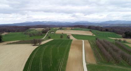 Blick von der verkarsteten Dinkelberg-Hochfläche südöstlich von Inzlingen nach Norden zum Südschwarzwald Blick aus der Luft auf eine mit beigen und grünen Feldern bedeckte Hochfläche. Vereinzelte Bäume befinden sich zwischen den Feldern. Im Hintergrund sieht man eine Bergkette.