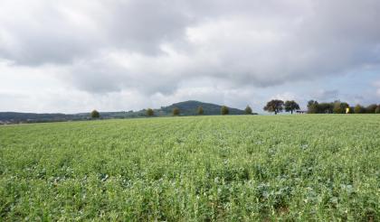 Blick von Waldbrunn-Strümpfelbrunn nach Westen zum Katzenbuckel Blick über bepflanzte Ackerflächen zu einem in der Bildmitte aufsteigenden, bewaldeten Berg. Links geht die Erhebung in langgestreckte, bewaldete Hügel über.