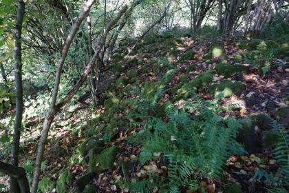 Bewaldete Hanglagen südöstlich von Eberbach mit Steinriegeln und Mauerresten Das Bild zeigt Unterholz und teils verteilt liegende, teils zu einem niedrigen Wall aufgetürmte bemooste Steine an einem Waldhang.