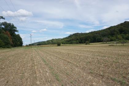 Landschaft am Kraichgaurand östlich des Weingartener Moors Blick auf weite, leicht nach rechts ansteigende Ackerflächen. Der graubraune Boden ist teils mit Stoppeln, teils mit frischem Grün bedeckt. Im Hintergrund ist Schilf zu erkennen, rechts steigt zudem ein bewaldeter Bergrücken auf.