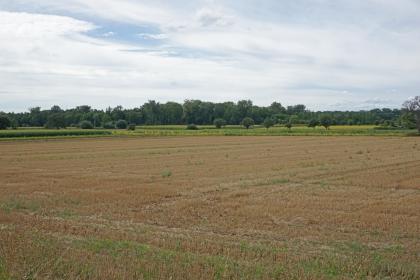Landschaft nordöstlich des Weingartener Moors Blick auf eine weite, rötlich braune und stoppelige Bodenfläche. Im Hintergrund wächst Schilf. Dazwischen stehen einzelne Bäume. Ganz hinten steht Wald.