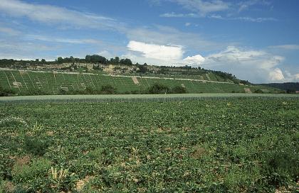 Im Neckartal bei den Hessigheimer Felsengärten Blick über begrünte Äcker auf steil ansteigende Rebhänge sowie darüber liegende, langgestreckte Felsformationen.