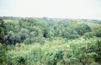 Der Einschnitt des Schozachtals am Talmäander bei Schozach Blick über Rebstöcke auf blassgrüne Waldspitzen. Im Hintergrund breitet sich eine flachhügelige Ebene aus.