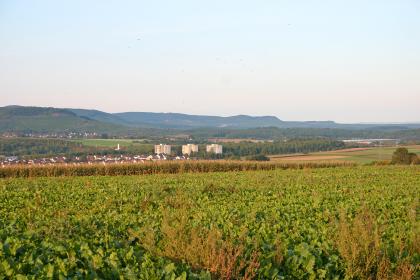 Blick vom Schmiechberge zwischen Roßwag und Illingen zum Stromberg im Nordosten Über hohen Pflanzenbewuchs geht der Blick auf ein flachhügeliges Tal mit einer Siedlung links und Waldflächen. Zum Hintergrund hin steigen bewaldete, stufenförmige Berge auf.