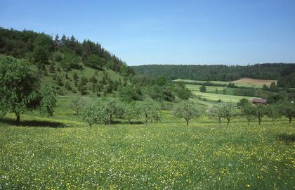 Heckengäu bei Aidlingen-Lehenweiler Hinter einer zur Bildmitte hin leicht abwärts geneigten Wiese mit Obstbäumen zieht sich links ein bewaldeter Hang hinauf. Rechts sind nur gering ansteigende Grünland- und Ackerflächen zu erkennen; eingerahmt von Wald.
